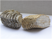 Paleozoologická fosília, zuby mamuta (mastodonta) Zuby mamuta (mastodonta)