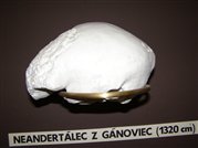 Výliatok mozgovne Neandertálskeho človeka kópia